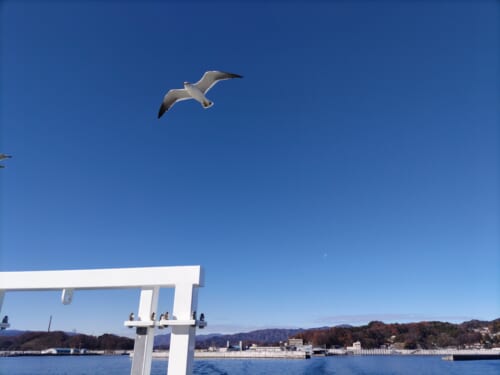 雲一つない青空を背景に一羽の海ねこが飛んでいる